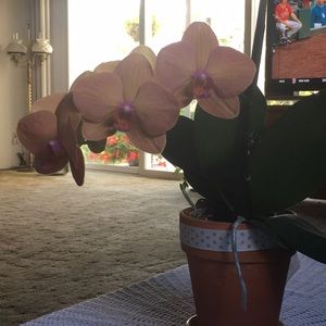 Meet your Posher, Barbara